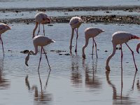 Flamingo's : Europa, Nat. park Donana, Reisen, Spanje, europa